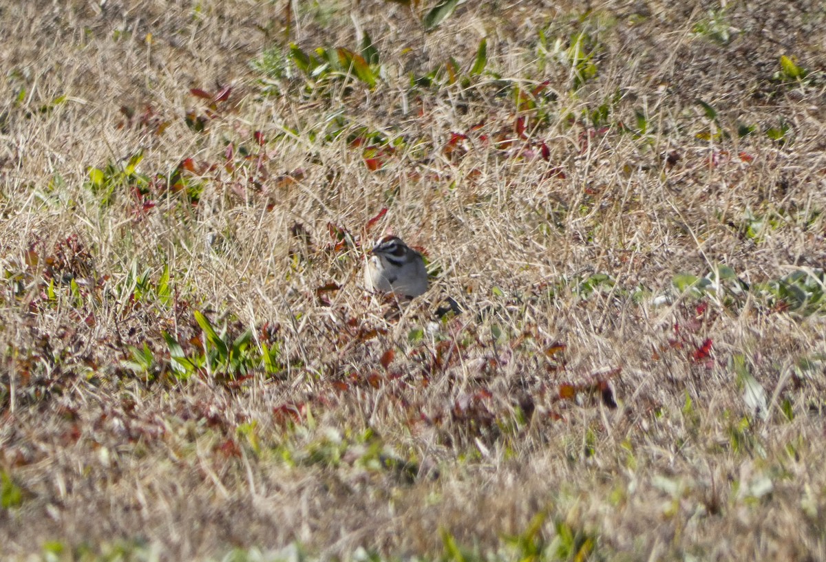 Lark Sparrow - ML612994738