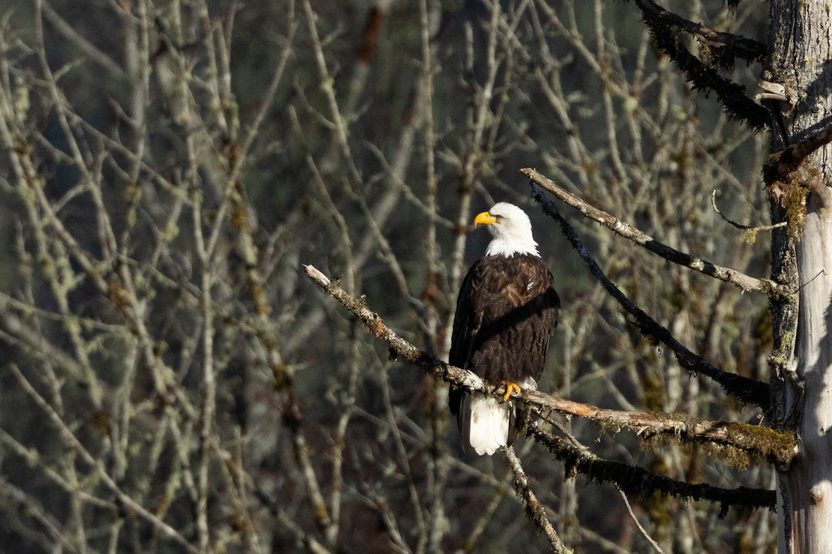 Bald Eagle - ML612994760