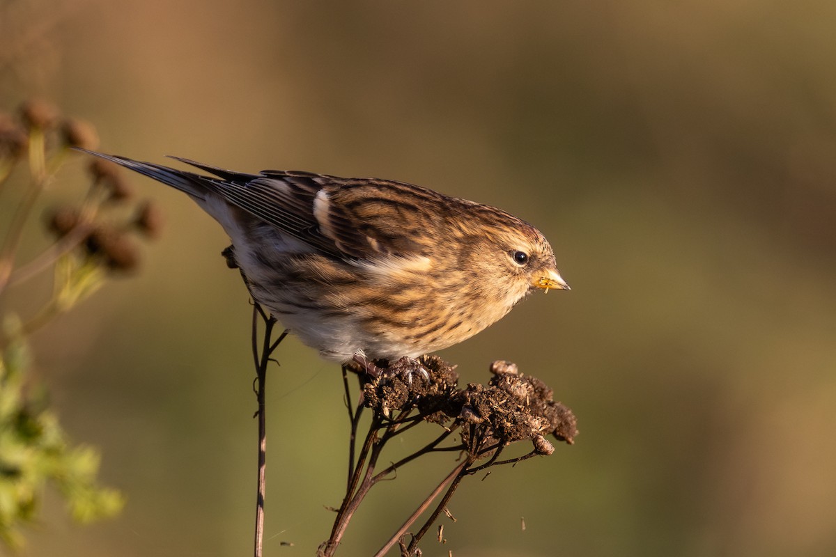 Lesser Redpoll - ML612994796