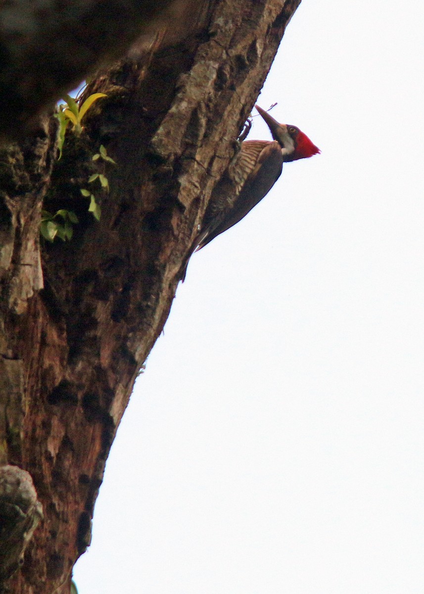 Crimson-crested Woodpecker - ML612994856