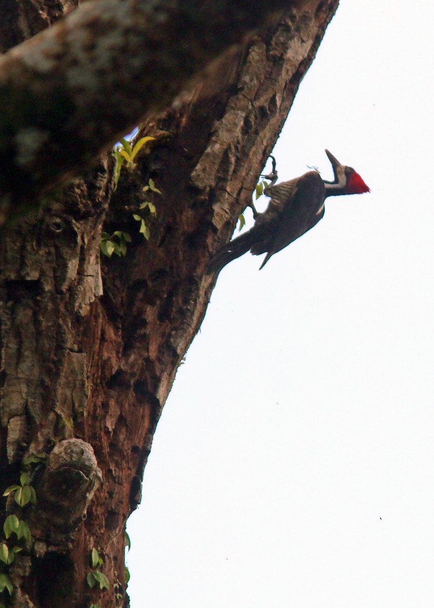 Crimson-crested Woodpecker - ML612994857