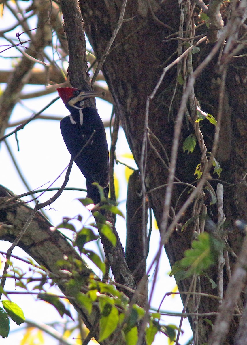 Crimson-crested Woodpecker - ML612994858