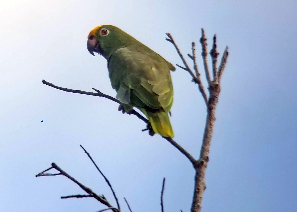 Yellow-crowned Parrot - ML612994865