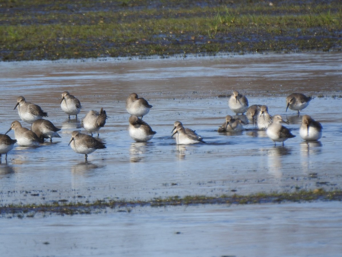 Dunlin - ML612994875