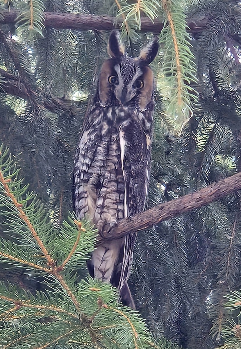 Long-eared Owl - Yves Gauthier (Mtl)