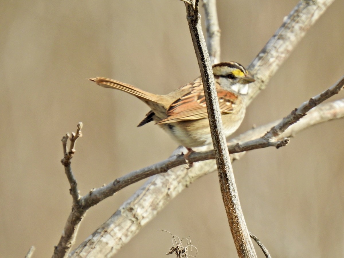 White-throated Sparrow - ML612994930