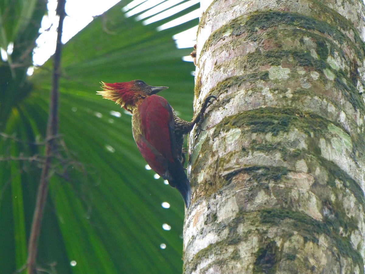 Banded Woodpecker - ML612994952