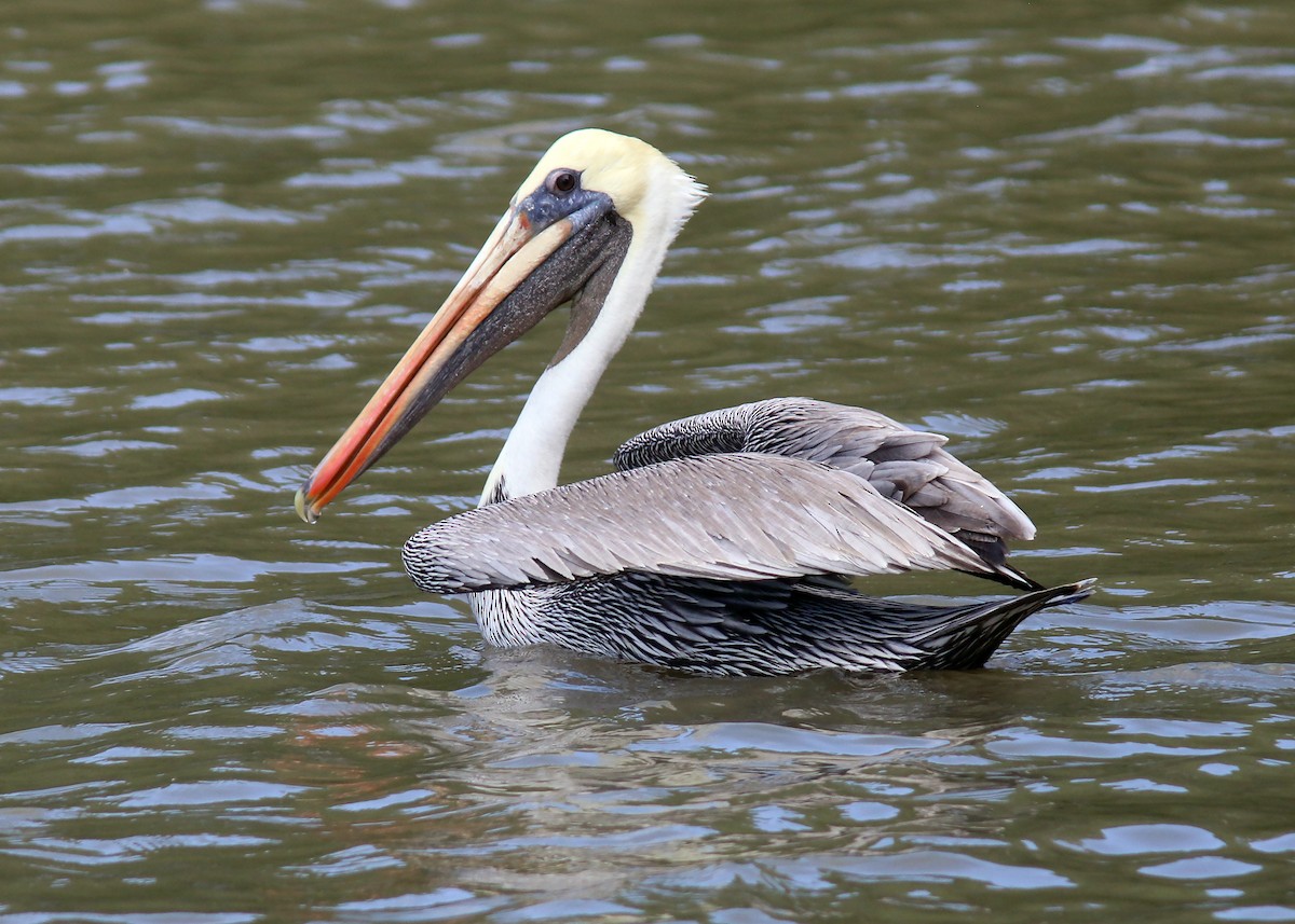 Brown Pelican - ML612995011