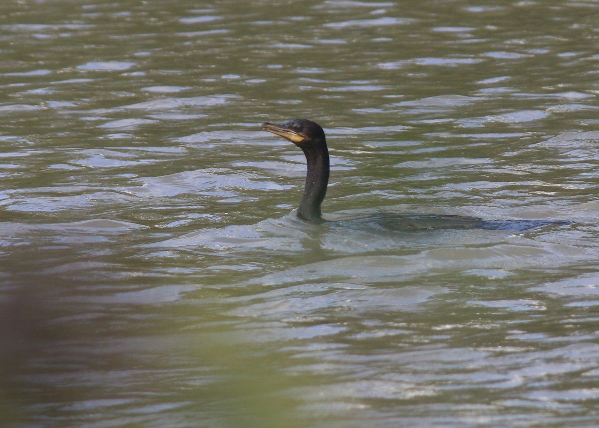 Neotropic Cormorant - ML612995020