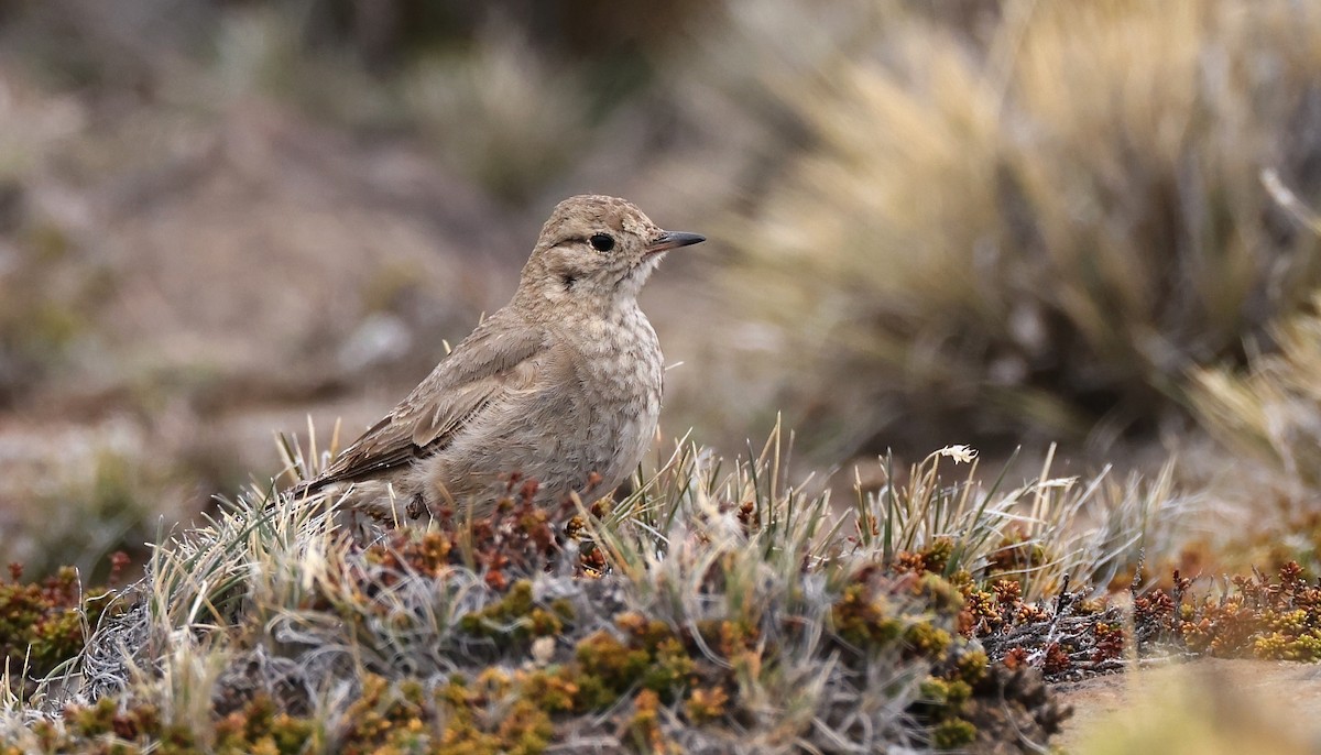 Short-billed Miner - ML612995035