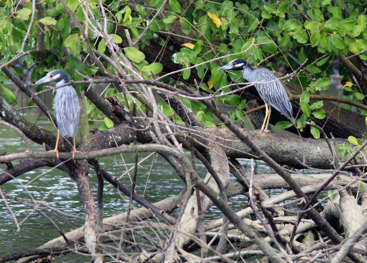 Yellow-crowned Night Heron - ML612995048