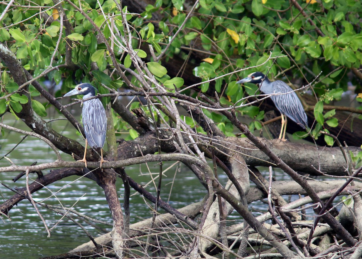 Yellow-crowned Night Heron - ML612995049