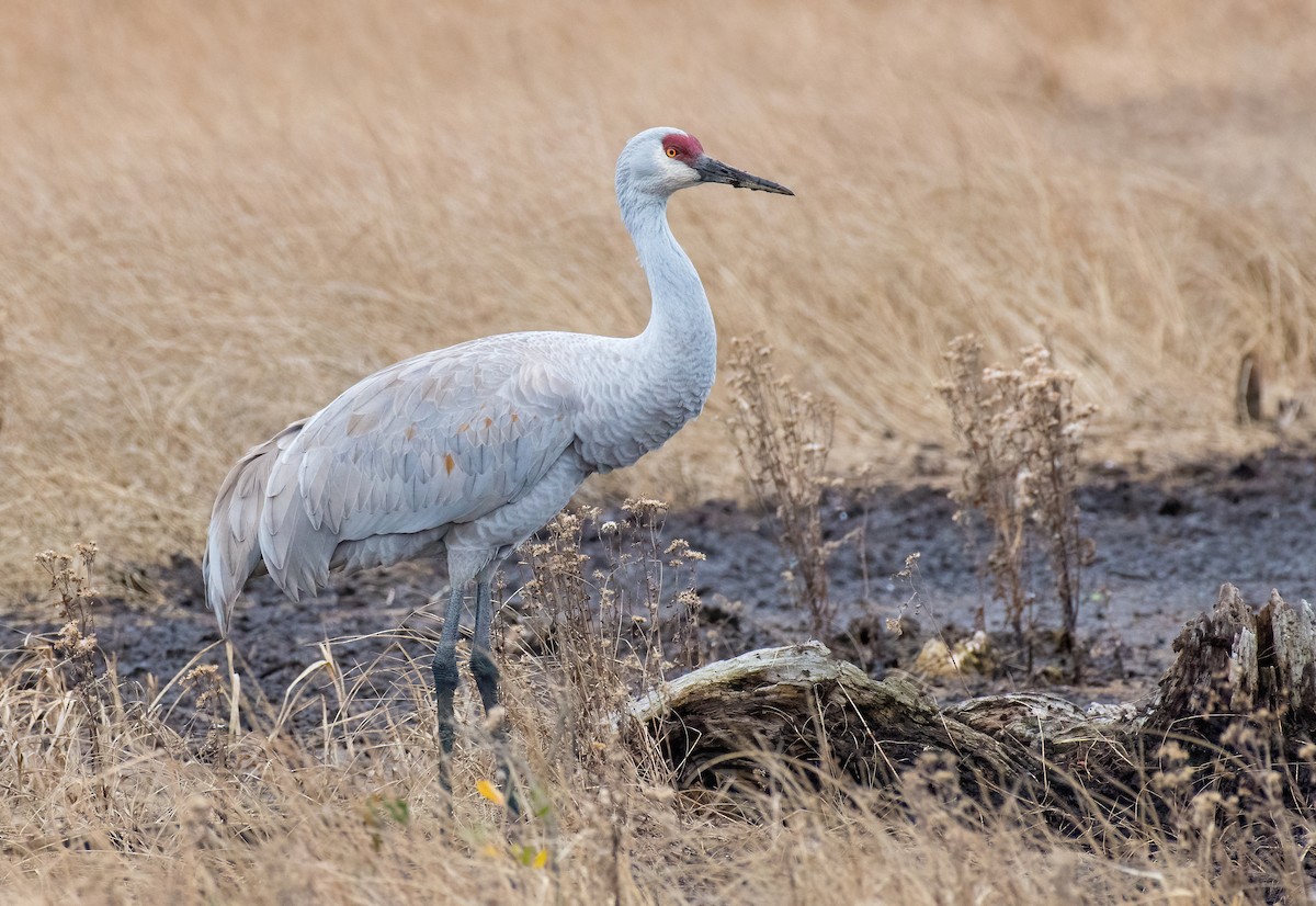 Sandhill Crane - Greg Darone