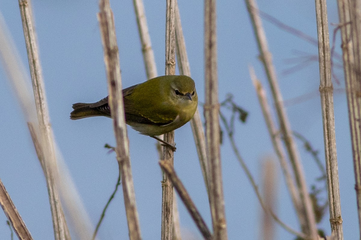 Tennessee Warbler - Rob Fowler
