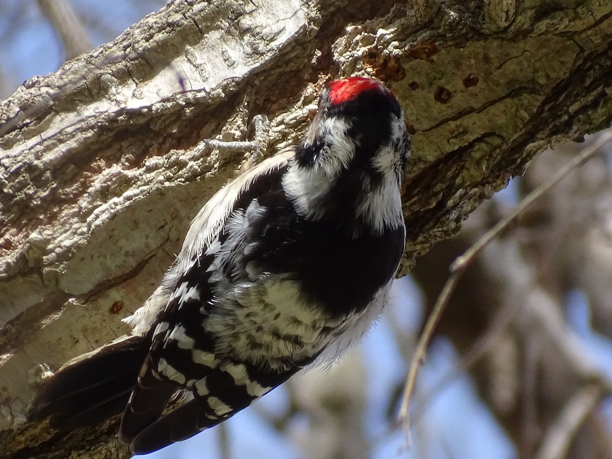 Lesser Spotted Woodpecker - Paco Doblas