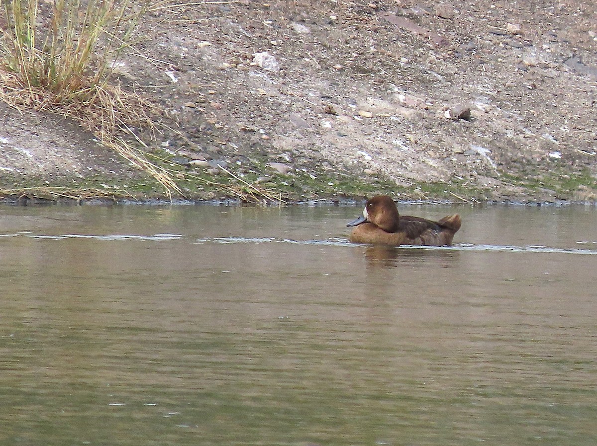 Lesser Scaup - Alfonso Auerbach