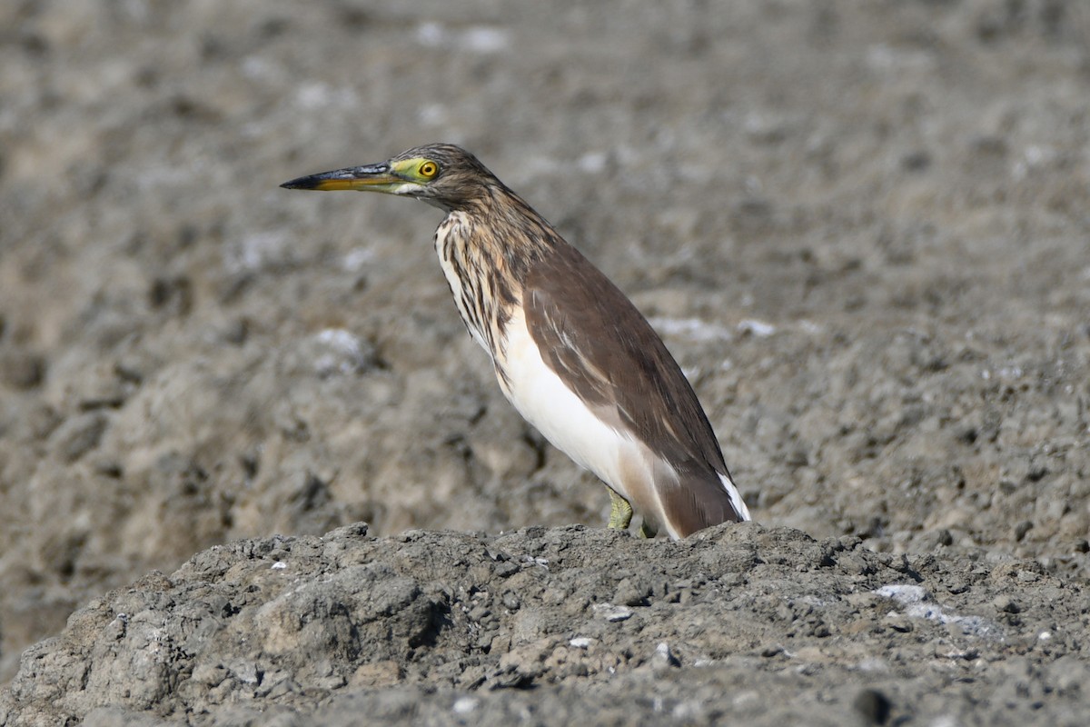 Javan Pond-Heron - ML612995197