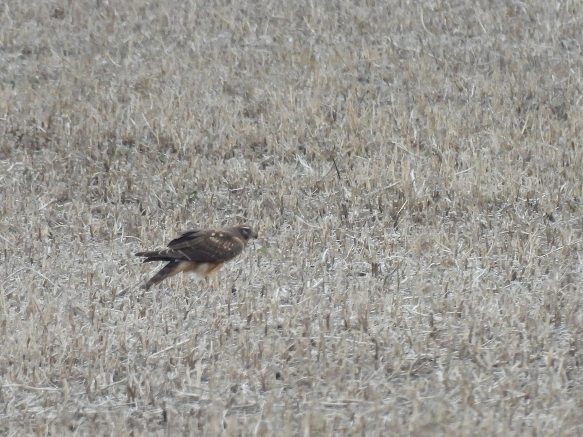 Northern Harrier - ML612995259