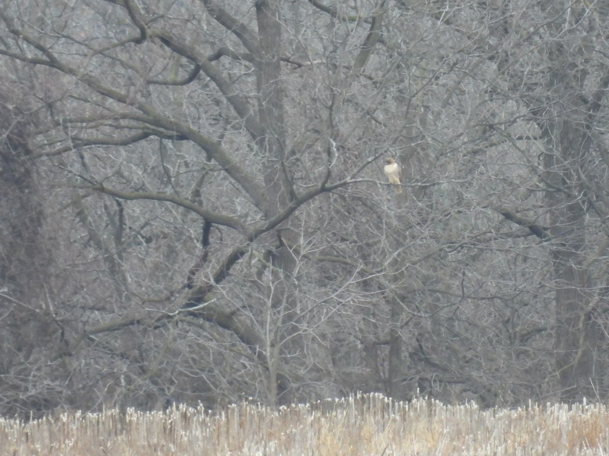 Red-tailed Hawk - ML612995272