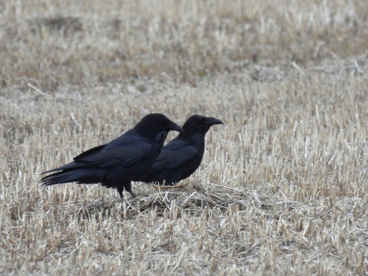 Common Raven - ML612995276