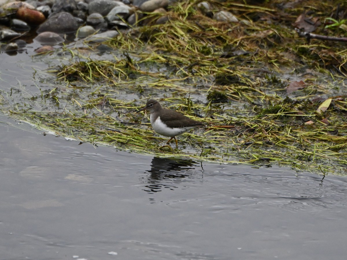 Spotted Sandpiper - ML612995328