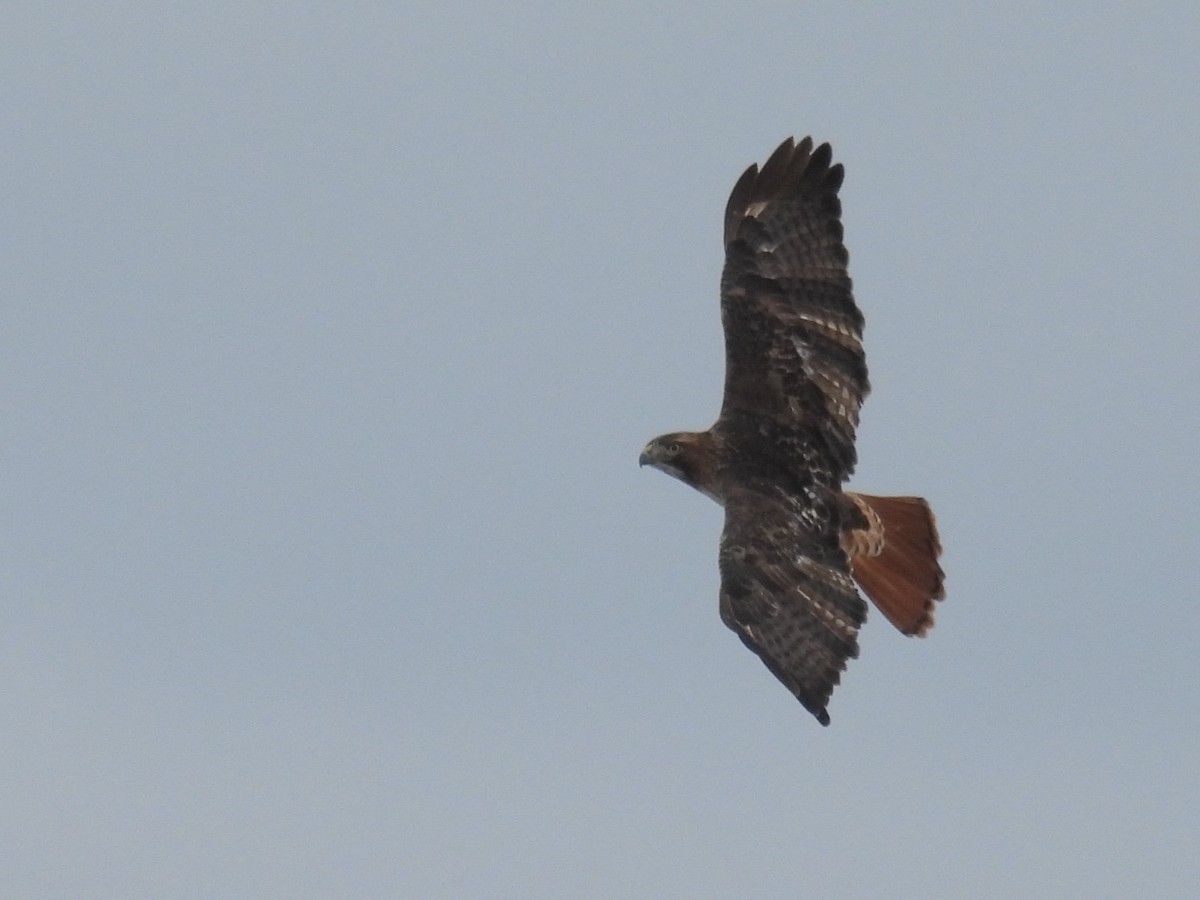 Red-tailed Hawk - ML612995471