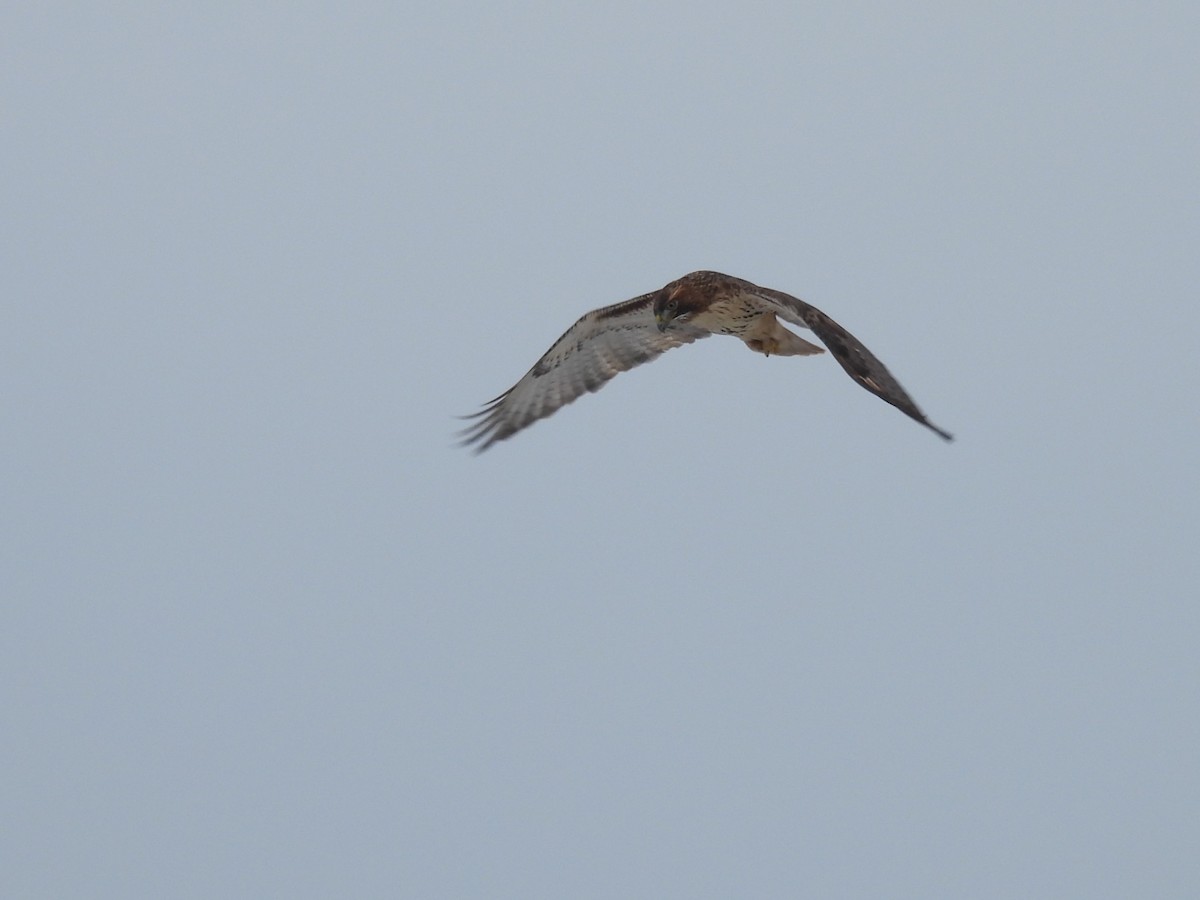 Red-tailed Hawk - ML612995472