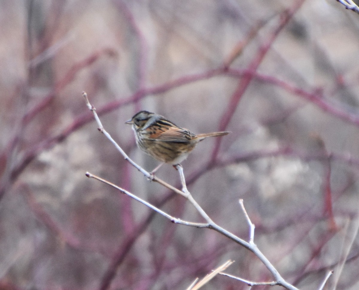Swamp Sparrow - ML612995491