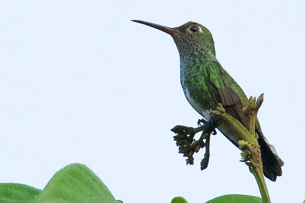 Glittering-throated Emerald - ML612995535