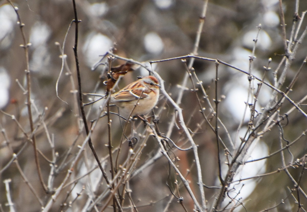 American Tree Sparrow - ML612995544