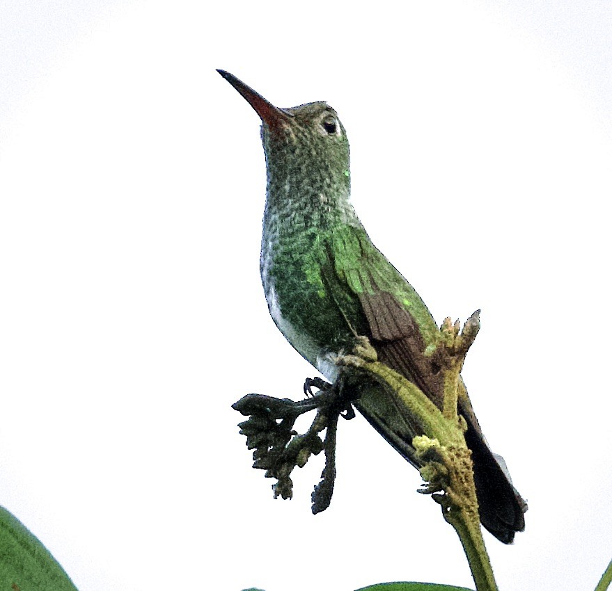 Glittering-throated Emerald - ML612995575