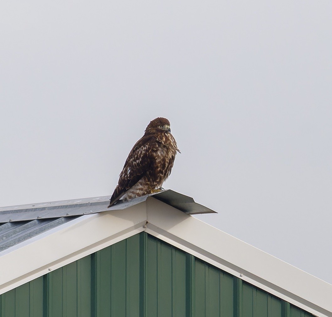 Red-tailed Hawk (Harlan's) - Snappy's View