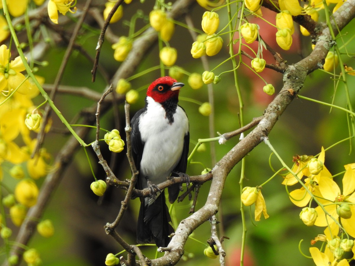 Red-capped Cardinal - ML612995672