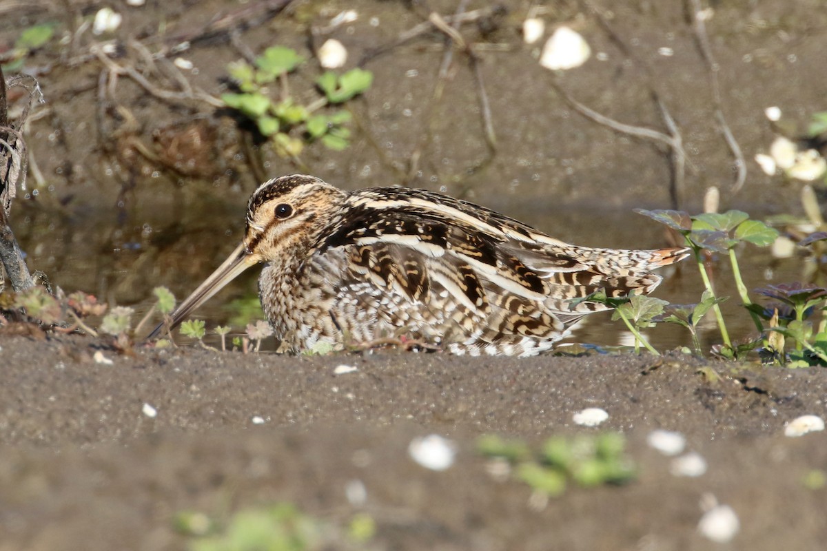 Wilson's Snipe - ML612995746