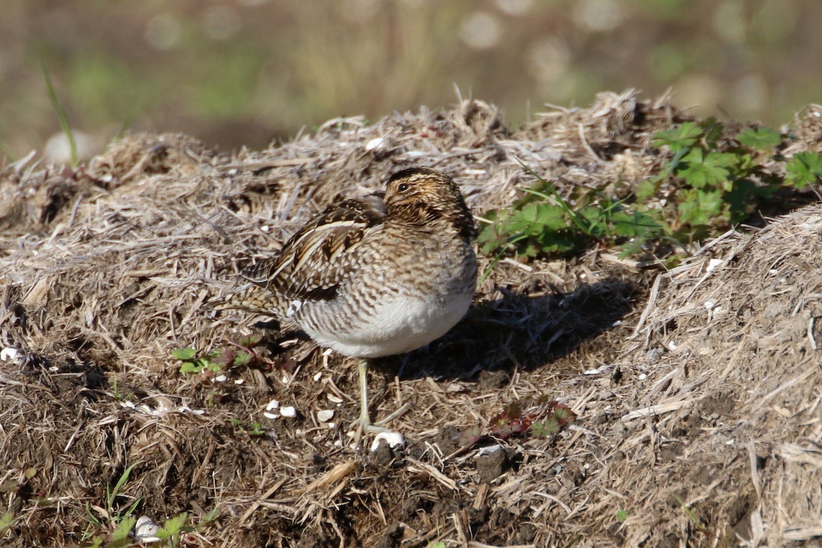 Wilson's Snipe - ML612995747