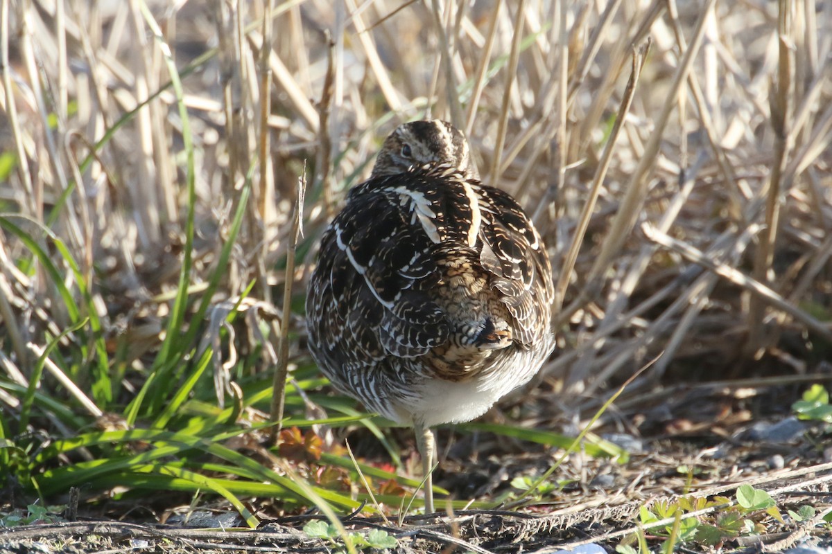 Wilson's Snipe - ML612995748