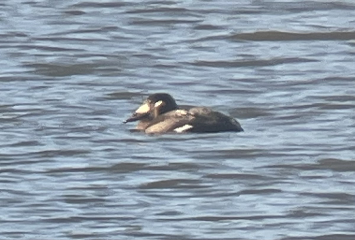 White-winged Scoter - ML612995768