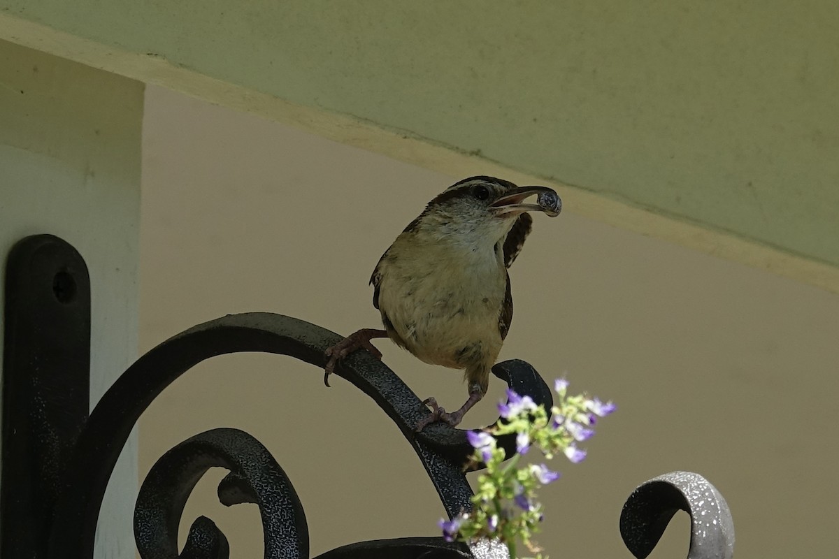 Carolina Wren - Dave Williams