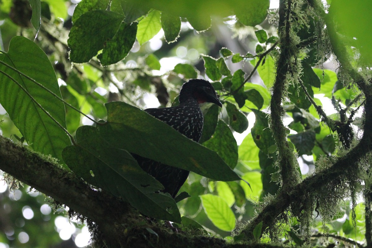 Crested Guan - ML612996120
