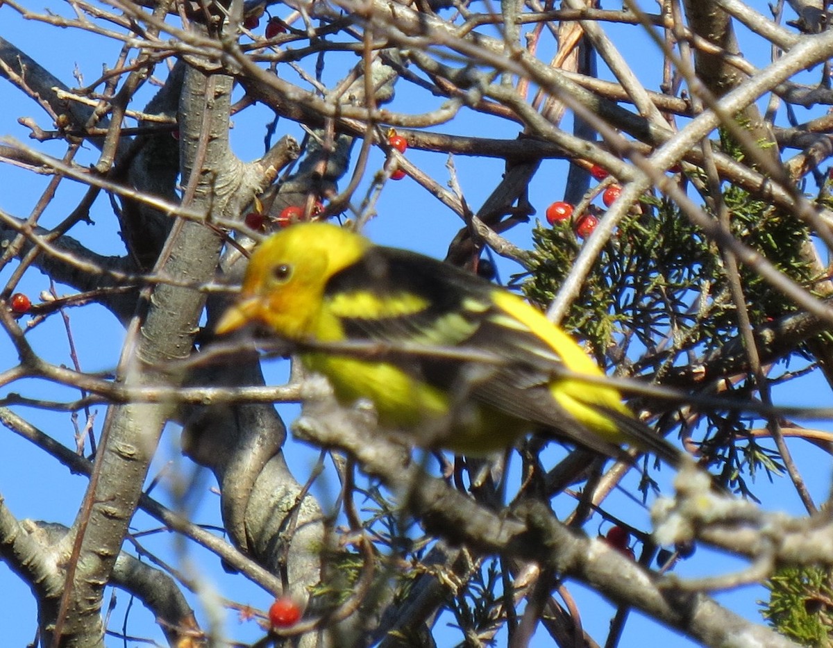 Western Tanager - ML612996179