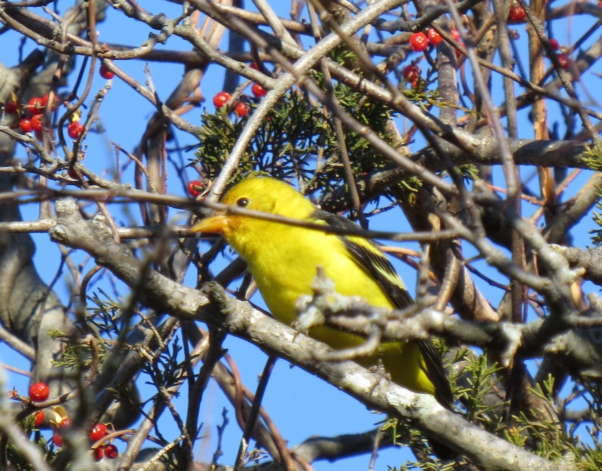 Western Tanager - ML612996191