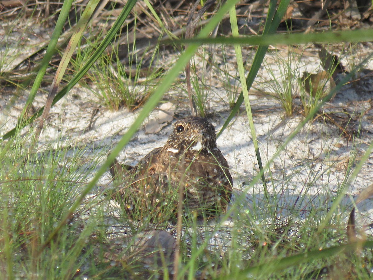 Blackish Nightjar - ML612996203