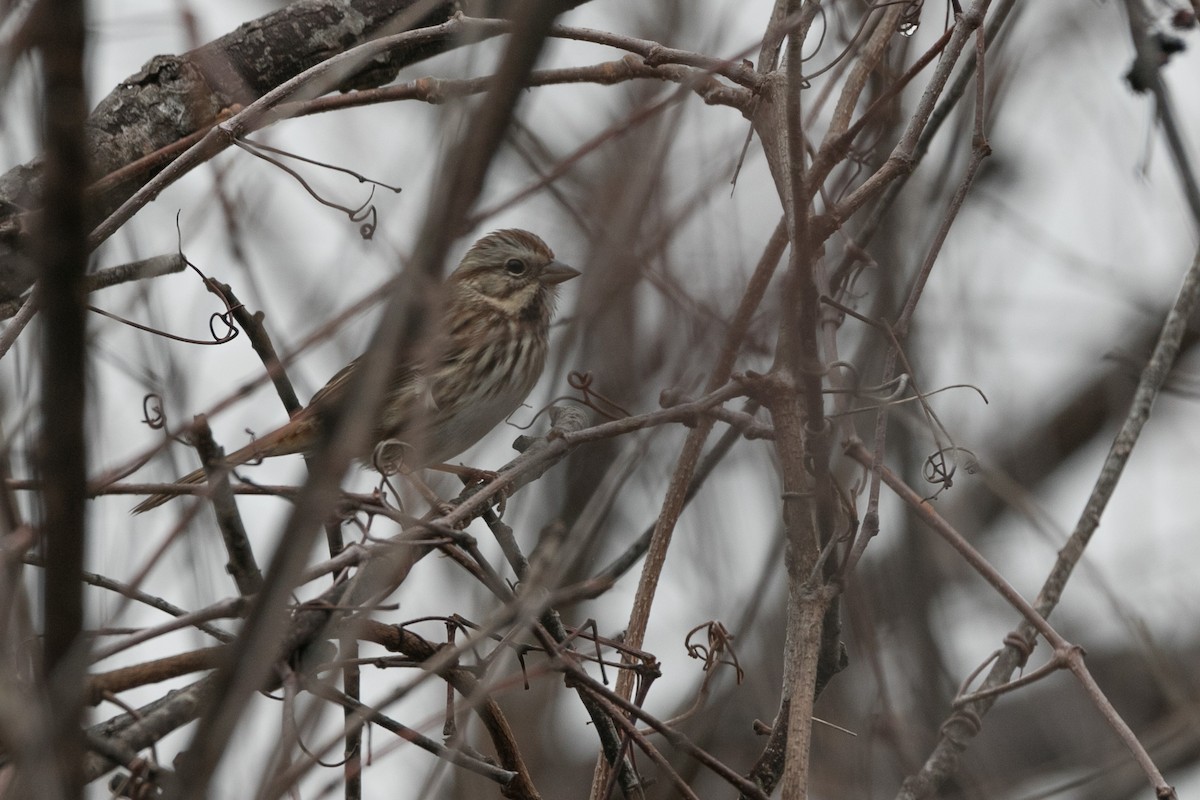 Song Sparrow - Marvin Steinback