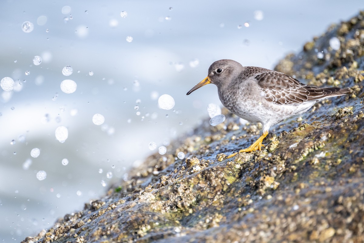 Purple Sandpiper - Brad Imhoff