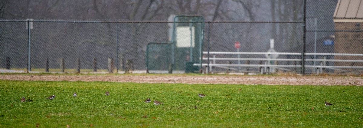 Killdeer - Brady Porter