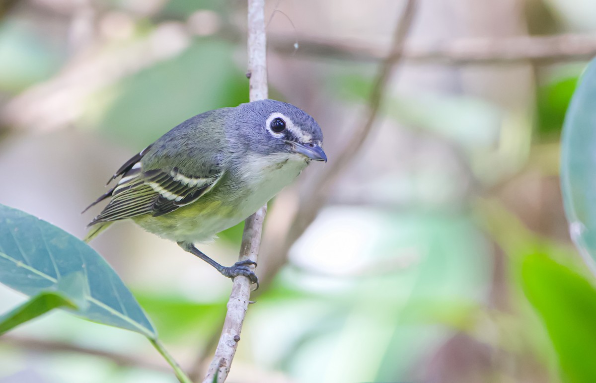 Blue-headed Vireo - ML612996280