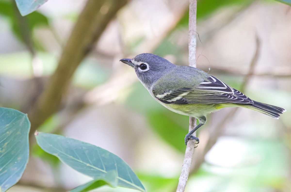 Blue-headed Vireo - ML612996281