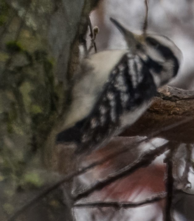 Hairy Woodpecker - ML612996291