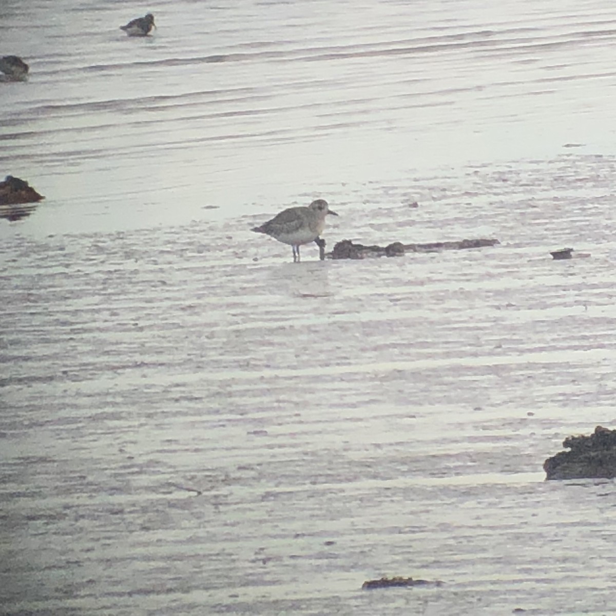 Black-bellied Plover - ML612996315