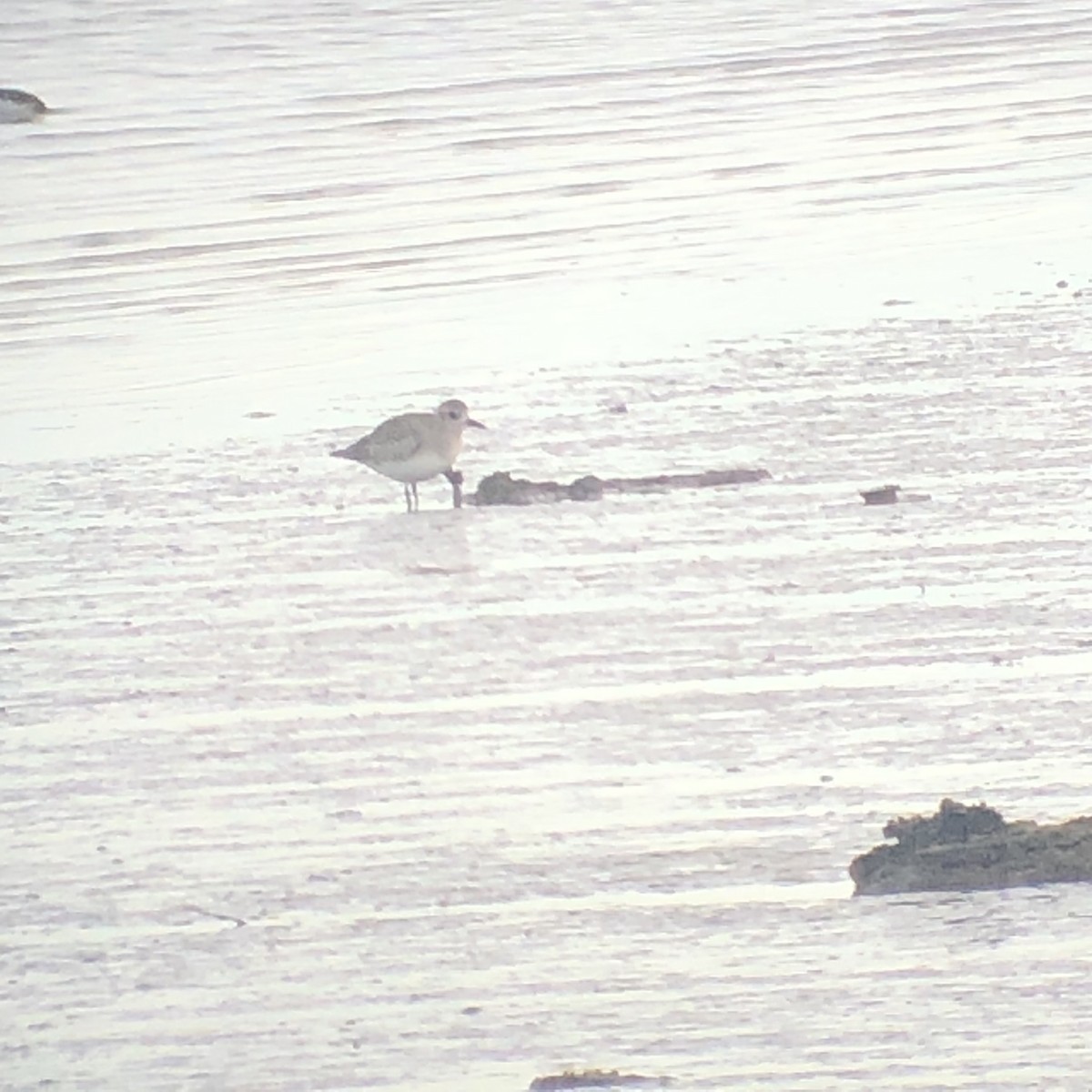 Black-bellied Plover - ML612996316